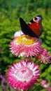 Peacock butterfly on dahlia flower in Botanical Garden of Malmo in Sweden Royalty Free Stock Photo