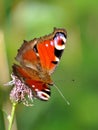 Peacock butterfly on purple flower Royalty Free Stock Photo