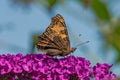 Peacock butterfly on purple flowers with its wings closed Royalty Free Stock Photo