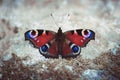 Peacock butterfly resting on the ground on a Sunny summer day on a gray background. Butterfly with beautiful multi Royalty Free Stock Photo