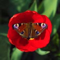 Peacock butterfly resting on a red Tulip flower on a green blurred background. Sunny summer day. Macro photo, top view close up