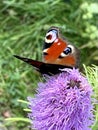 Peacock butterfly single on the flower close up