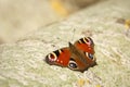 A peacock butterfly sits on a birch tree, eastern Poland Royalty Free Stock Photo