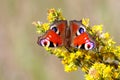 Peacock butterfly sits on a branch with yellow flowers Royalty Free Stock Photo