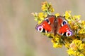 Peacock butterfly sits on a branch with yellow flowers Royalty Free Stock Photo