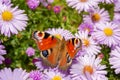 Peacock butterfly sits on a flower. Bright lilac flowers on a flower bed in the park Royalty Free Stock Photo
