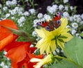 The peacock butterfly sits with its wings spread on a yellow dahlia among other flowers. Bright floral background Royalty Free Stock Photo