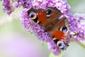 A peacock butterfly sits on the purple flower of the butterfly bush. Royalty Free Stock Photo