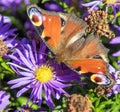 Peacock butterfly sitting on blue flower, Inachis Io or Aglais Io Royalty Free Stock Photo