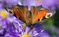 Peacock butterfly sitting on blueflower Royalty Free Stock Photo