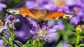 Peacock butterfly sitting on blueflower Royalty Free Stock Photo