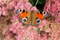 Peacock butterfly sitting on a bright red bush of sedum flowers