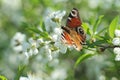 peacock butterfly sitting on cherry blossoms Royalty Free Stock Photo