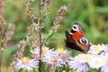 The peacock butterfly sitting on a flower Royalty Free Stock Photo