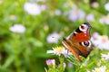 The peacock butterfly sitting on a flower Royalty Free Stock Photo