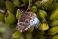 Peacock butterfly sitting on hanging fruit