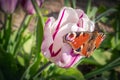Peacock butterfly sitting on a pink ornamental tulip flower with a dark pink stripe outside on a spring day Royalty Free Stock Photo