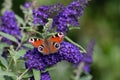 Peacock butterfly sitting on purple flowering butterfly bush - Buddleja davidii