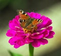 Peacock butterfly sitting on red flower Royalty Free Stock Photo