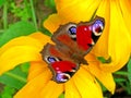 Peacock butterfly