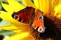 Peacock butterfly on a sunflower Royalty Free Stock Photo