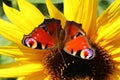 Peacock butterfly on a sunflower Royalty Free Stock Photo