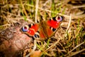 Peacock butterfly Royalty Free Stock Photo