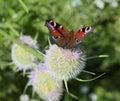 Peacock butterfly on teazel Royalty Free Stock Photo