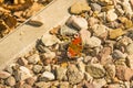 Peacock butterfly on a way Royalty Free Stock Photo