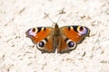 Peacock butterfly on a way Royalty Free Stock Photo