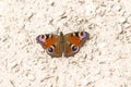 Peacock butterfly on a way Royalty Free Stock Photo