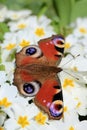 Peacock butterfly on a white floral background close-up. Peacock butterfly resting on a white primrose flower. Butterfly Royalty Free Stock Photo