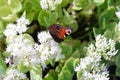 A peacock butterfly of a white sedum flower. Royalty Free Stock Photo