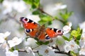 Peacock butterfly on wild cherry blossom