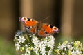 Peacock butterfly on wild garlic Royalty Free Stock Photo