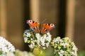 Peacock butterfly on wild garlic Royalty Free Stock Photo