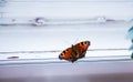 Peacock butterfly window Royalty Free Stock Photo