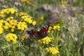 Peacock butterfly on yellow flowers of tansy Royalty Free Stock Photo