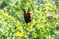 Peacock butterfly on yellow-green flowers Royalty Free Stock Photo