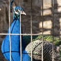 Peacock in a cage Royalty Free Stock Photo