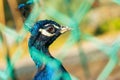 Peacock in the cage of the zoo