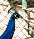 peacock in cage in zoo. wild animals. zoo under covered sky in sochi russia. peacock head, blue peacock Royalty Free Stock Photo