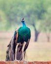 A peacock calling in rain Royalty Free Stock Photo