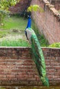 A Peacock Calling on a Wall Royalty Free Stock Photo