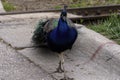 Beutiful Peacock strutting it`s stuff