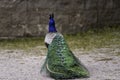 Fancy Peacock showing off it`s tail feathers