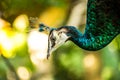 Peacock in chiangmai zoo, chiangmai Thailand