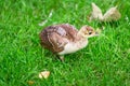 A peacock chick Royalty Free Stock Photo