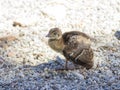 Peacock chick on the rocks Royalty Free Stock Photo