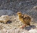 Peacock chick on the rocks Royalty Free Stock Photo